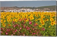Framed Spain, Andalusia, Bornos Sunflower Fields