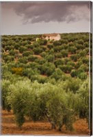 Framed Olive Groves, Jaen, Spain