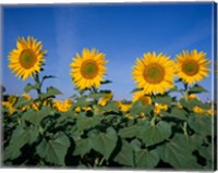 Framed Sunflowers, Spain