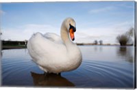 Framed Mute Swan (Cygnus olor) on flooded field, England