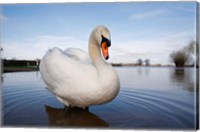 Framed Mute Swan (Cygnus olor) on flooded field, England