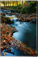 Framed Stream with Autumn Leaves, Forest of Dean, UK