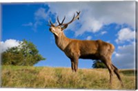 Framed UK Red Deer in countryside