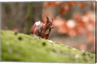 Framed UK, England Red Squirrel