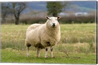 Framed UK, England, Cotswold Sheep farm animal