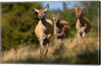 Framed UK, England, Red Deer, Hinds on heathland