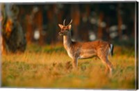Framed UK, Forest of Dean, Fallow Deer