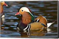 Framed UK, Mandarin Duck wildlife