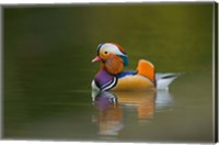 Framed Wild Mandarin Duck, green lake, UK