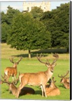 Framed English red deer stags, Nottingham, England