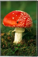 Framed UK, Fly Agaric mushroom fungi