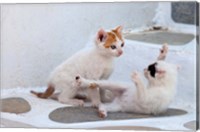 Framed Kittens Playing, Mykonos, Greece