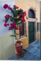 Framed Bougenvillia Vine in Pot, Oia, Santorini, Greece