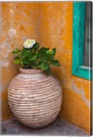 Framed Flower in pot, Crete, Greece