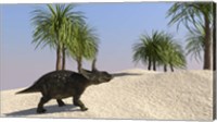 Framed Triceratops Walking in a Tropical Environment 3