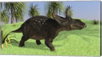 Framed Triceratops Walking in Open Field