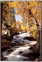 Framed River and Trees