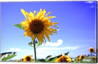 Framed Sunflower