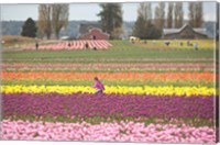 Framed Tulip Farm, Washington