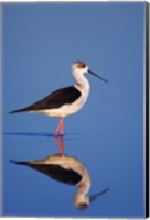 Framed Black-Winged Stilt Bird
