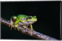 Framed Tree Frog in Lake Neusiedl