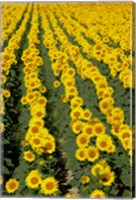 Framed Sunflowers, Provence, France