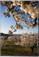 Framed Cherry Blossoms in France