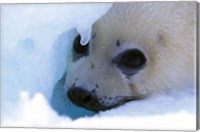 Framed Seal Pup on Gulf of St. Lawrence