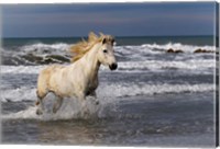 Framed Camargue Horse in the Surf