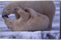 Framed Polar Bears in Canada