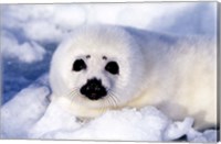 Framed Harp Seal Pup at Gulf of St Lawrence