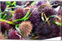 Framed Street Market Stall with Sea Urchins Oursin, France