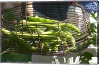 Framed Green Beans in Vegetable Garden