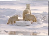 Framed Polar Bear in Churchill