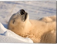 Framed Sleeping Polar Bear
