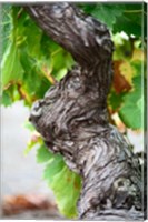 Framed Branch of Old Vine with Gnarled Bark