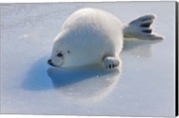 Framed Harp Seal Pup on Ice