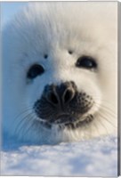 Framed Harp Seal Pup, Canada