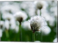 Framed White Cottongrass, Austria