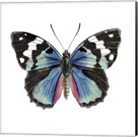 Framed Butterfly Botanical II