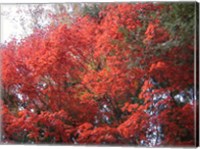 Framed Red Tree