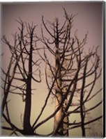 Framed Burned Trees 3