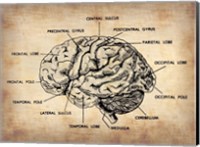 Framed Vintage Brain Map Anatomy