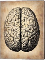 Framed Vintage Brain