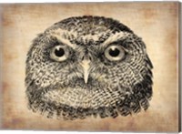 Framed Vintage Owl Face