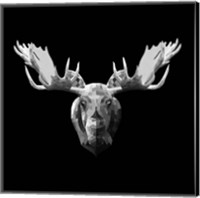 Framed Moose Head