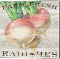Framed Farm Fresh Radishes