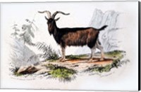 Framed Male Goat