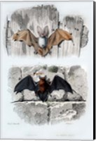 Framed Bats