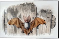 Framed Bat II